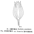 Notholca acuminata