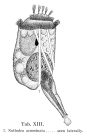Notholca acuminata