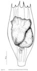 Notholca acuminata