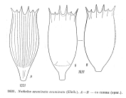Notholca acuminata