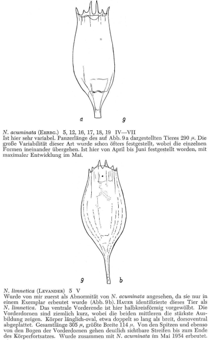 Notholca acuminata Notholca acuminata