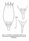 Notholca acuminata