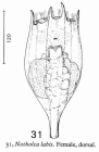 Notholca acuminata