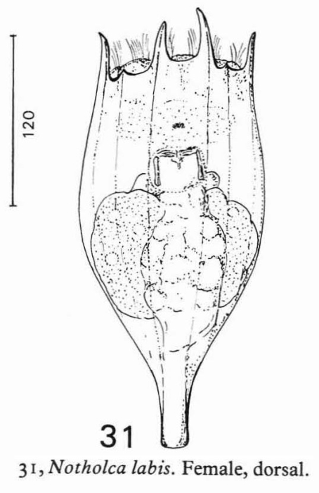 Notholca acuminata Notholca acuminata