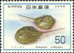 Tachypleus tridentatus