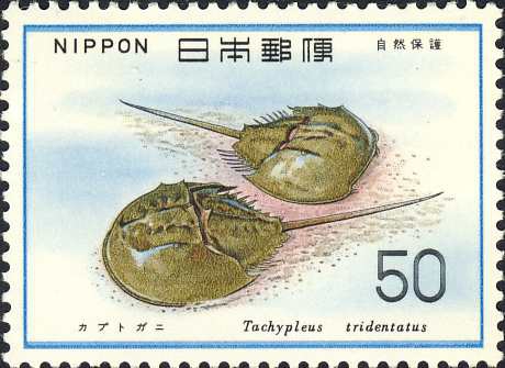 Tachypleus tridentatus Tachypleus tridentatus
