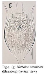 Notholca acuminata