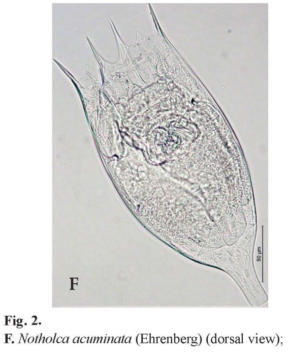 Notholca acuminata Notholca acuminata