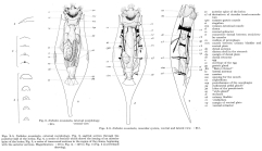 Notholca acuminata