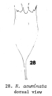 Notholca acuminata