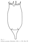 Notholca acuminata