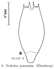 Notholca acuminata