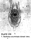 Notholca acuminata