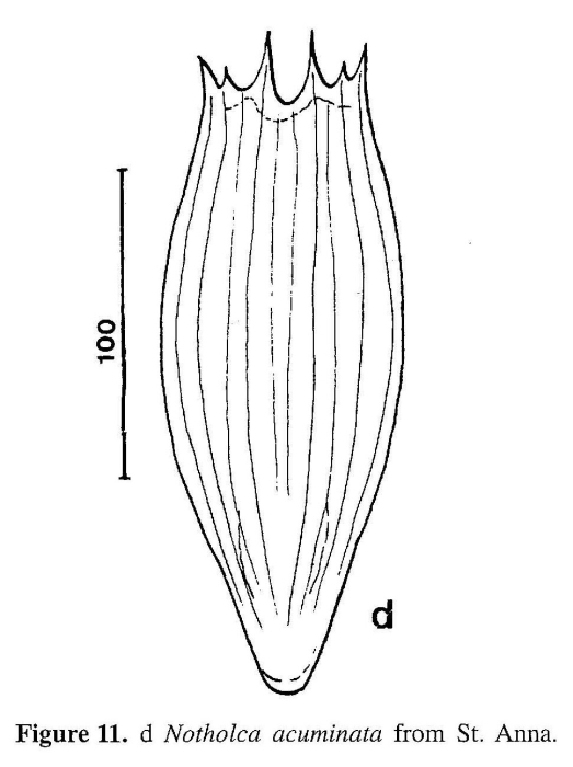 Notholca acuminata Notholca acuminata