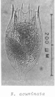 Notholca acuminata