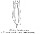 Notholca acuminata