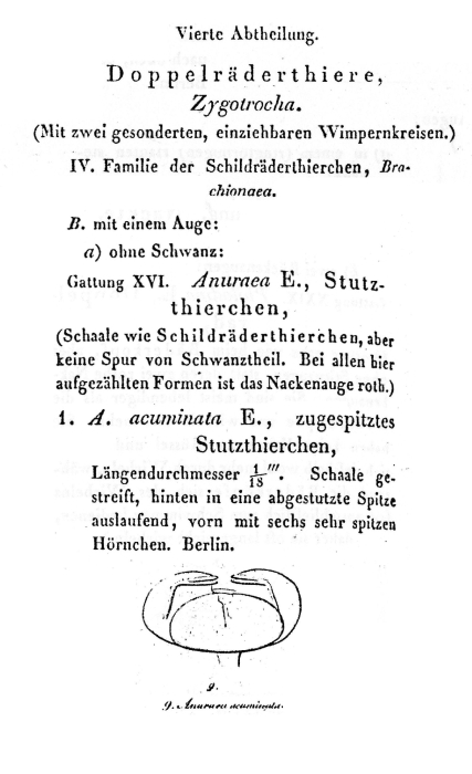 Notholca acuminata - Original description image