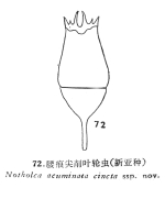 Notholca acuminata cincta - Original description image