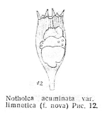 Notholca acuminata f. limnetica - Original description image