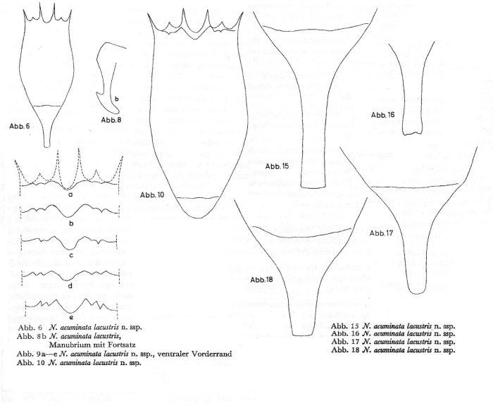 Notholca acuminata lacustris - Original description image