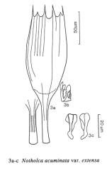 Notholca acuminata var. extensa