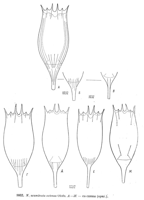 Notholca acuminata var. extensa Notholca acuminata var. extensa