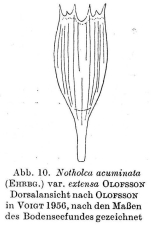 Notholca acuminata var. extensa