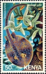 Taeniura lymma