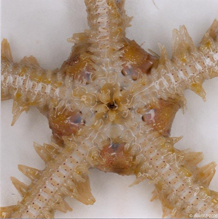 Ophiothrix fragilis (Abildgaard, in O.F. Müller, 1789) Ophiothrix fragilis (Abildgaard, in O.F. Müller, 1789)