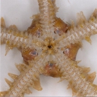 Ophiothrix fragilis (Abildgaard, in O.F. Mler, 1789) 