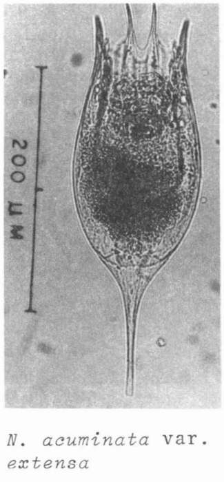 Notholca acuminata var. extensa Notholca acuminata var. extensa