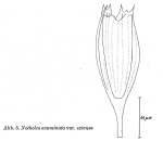 Notholca acuminata var. extensa