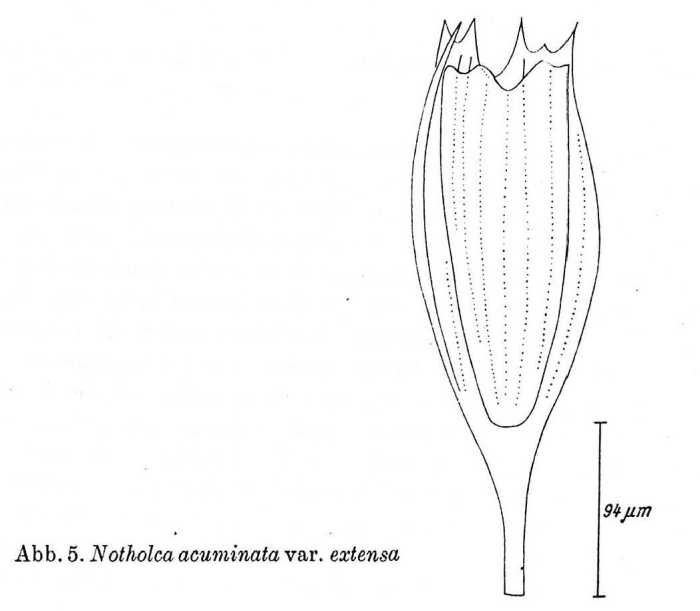 Notholca acuminata var. extensa Notholca acuminata var. extensa