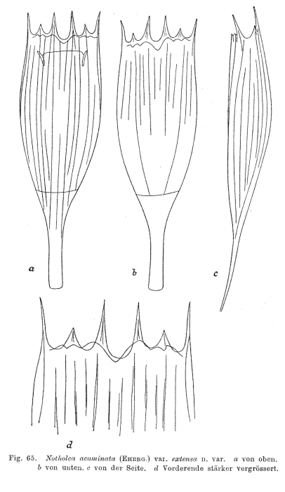 Notholca acuminata var. extensa - Original description image