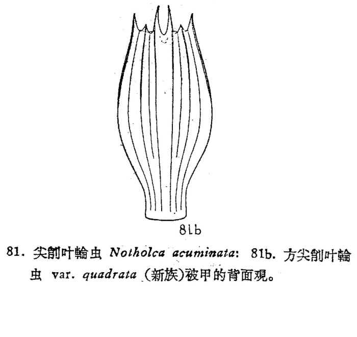 Notholca acuminata var. quadrata - Original description image