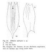 Notholca ambigua - Original description image