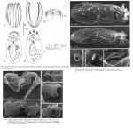 Notholca angakkoq - Original description image