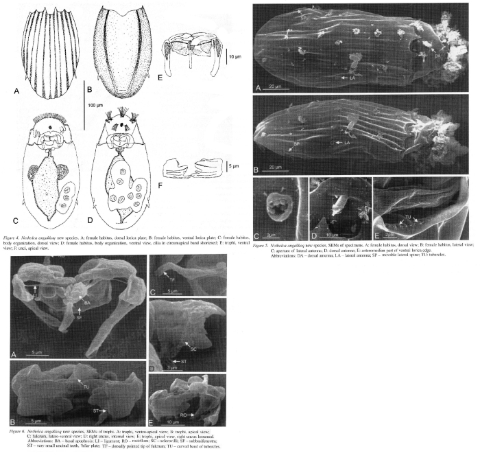 Notholca angakkoq - Original description image