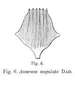 Notholca angulata