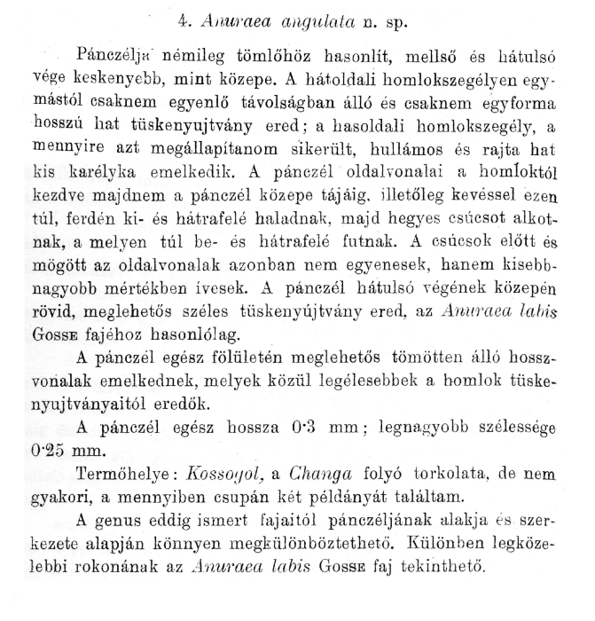 Notholca angulata - Original description image