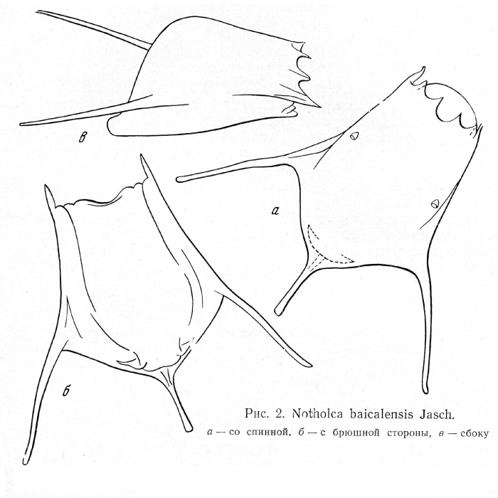 Notholca baicalensis Notholca baicalensis