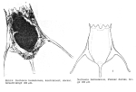 Notholca baicalensis