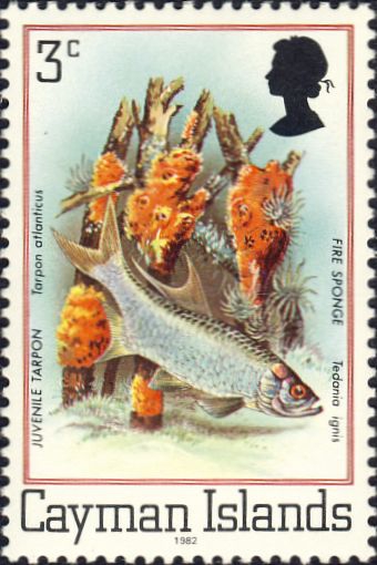 Tarpon atlanticus & Tedania (Tedania) ignis Tarpon atlanticus & Tedania (Tedania) ignis