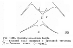 Notholca baicalensis