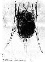 Notholca baicalensis