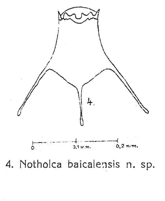 Notholca baicalensis Notholca baicalensis