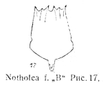 Notholca beta