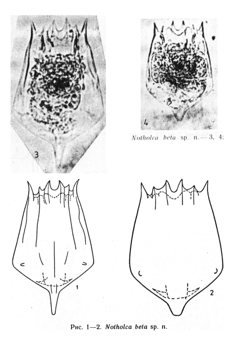 Notholca beta - Original description image