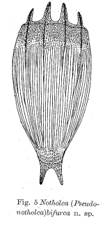 Notholca bifurca - Original description image