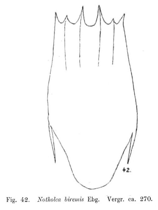 Notholca bipalium